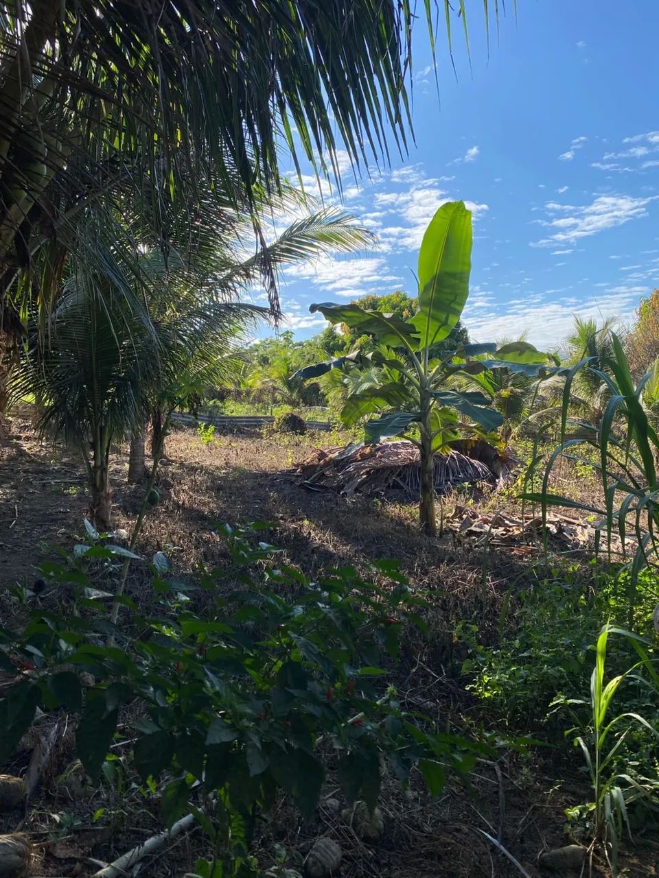 VENDE-SE CHÁCARA BAIRRO NOVA CARAJÁS  - Foto 2