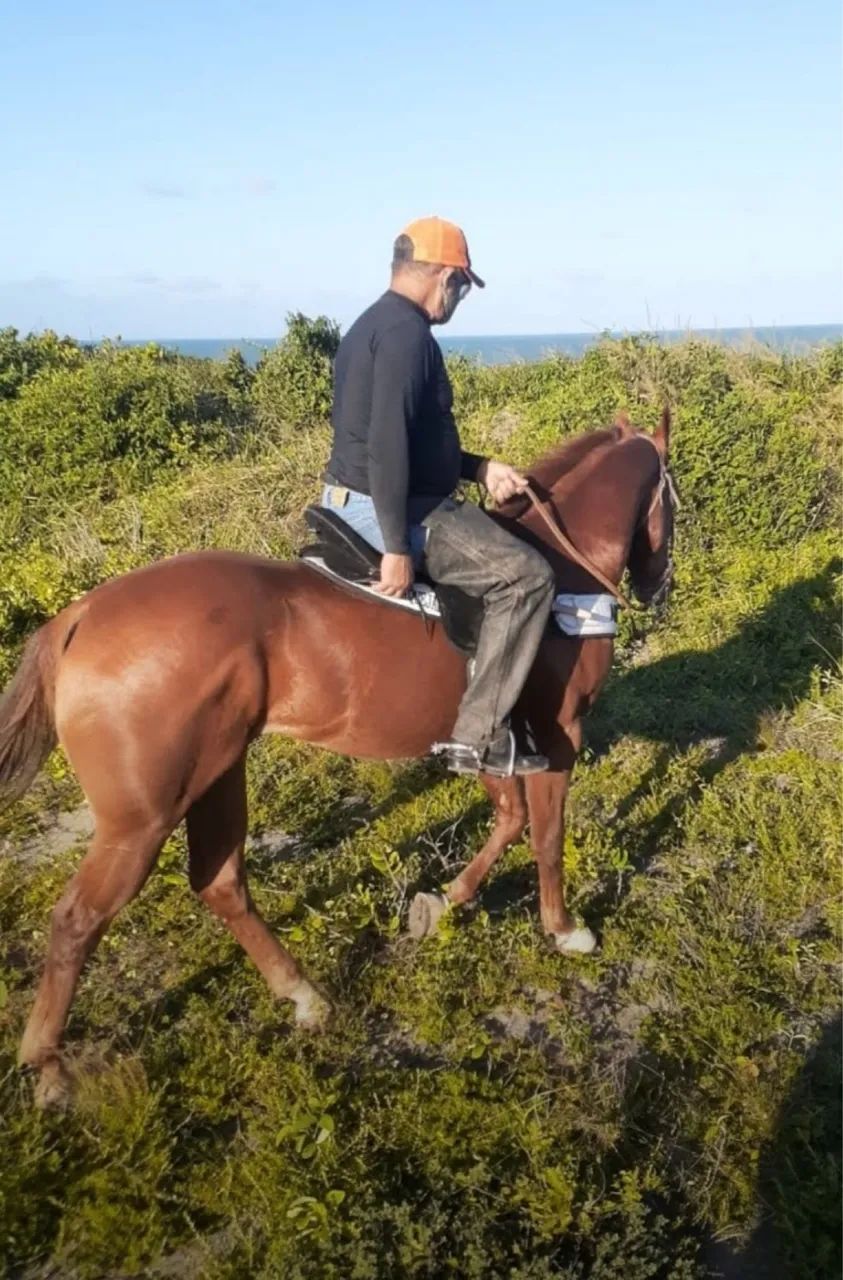 Cavalo  - Foto 2