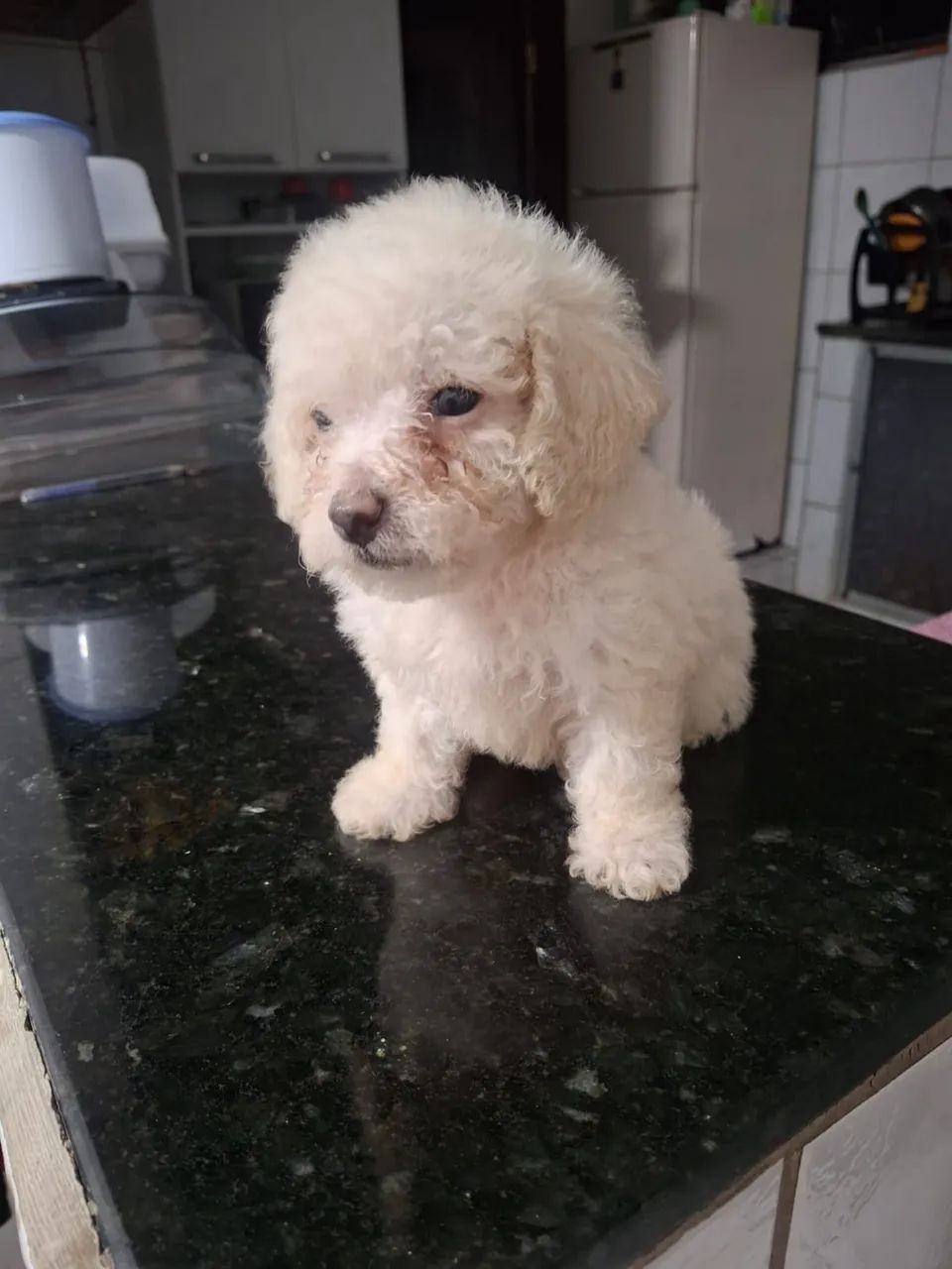Poodle  - Foto 2