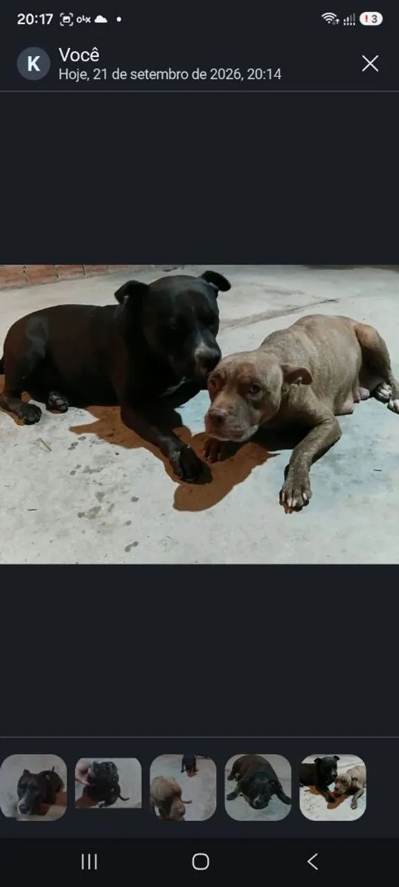Filhote de pitbull - Foto 4