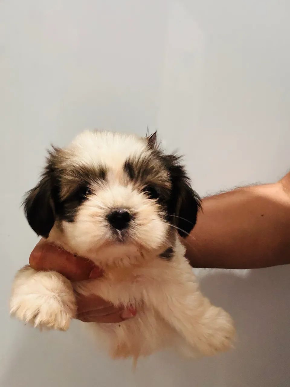 Lhasa Apso - Foto 4