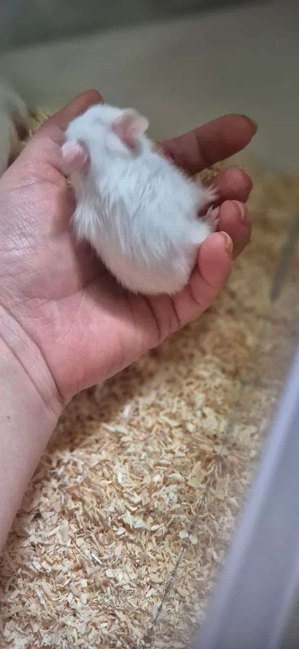 Hamster - Foto 2