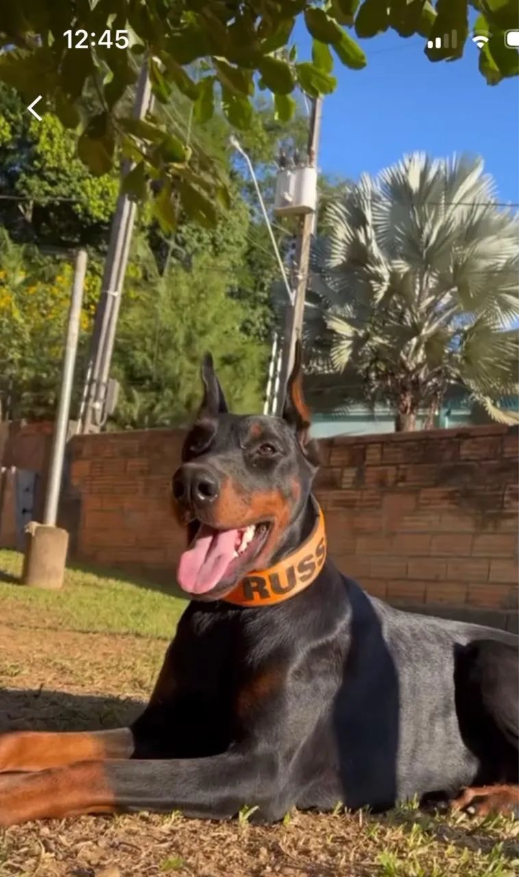 Filhote de Doberman