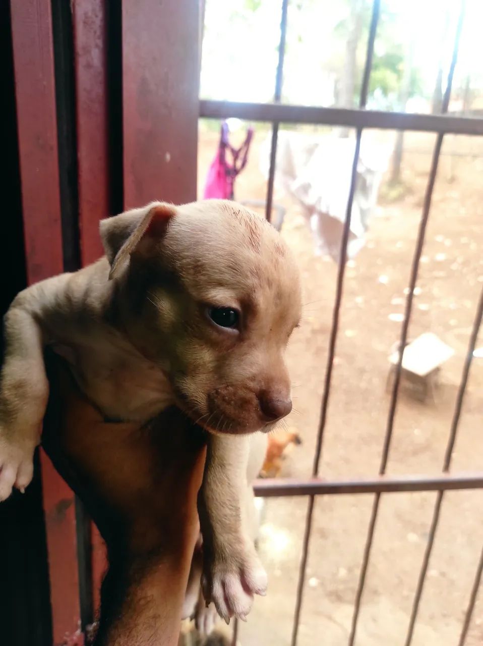 Cachorro  - Foto 3