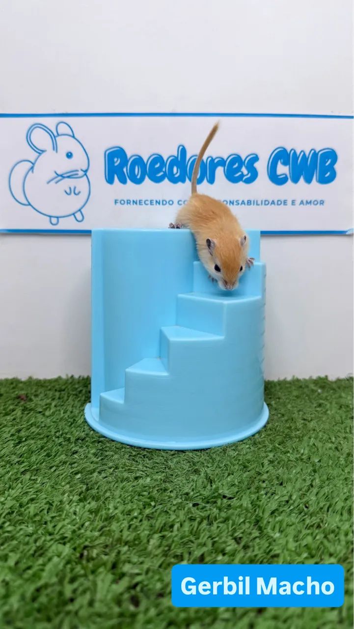 Gerbil/Esquilo da Mongólia (Roedores CWB)  - Foto 6
