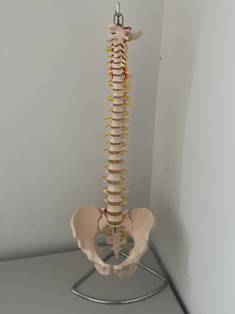 Manequim anatômico coluna vertebral  - Foto 3