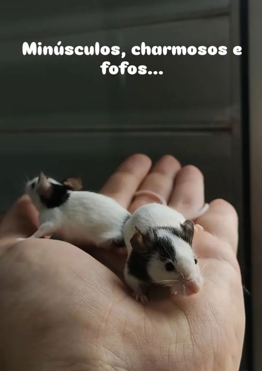 Topolinos menor roedor