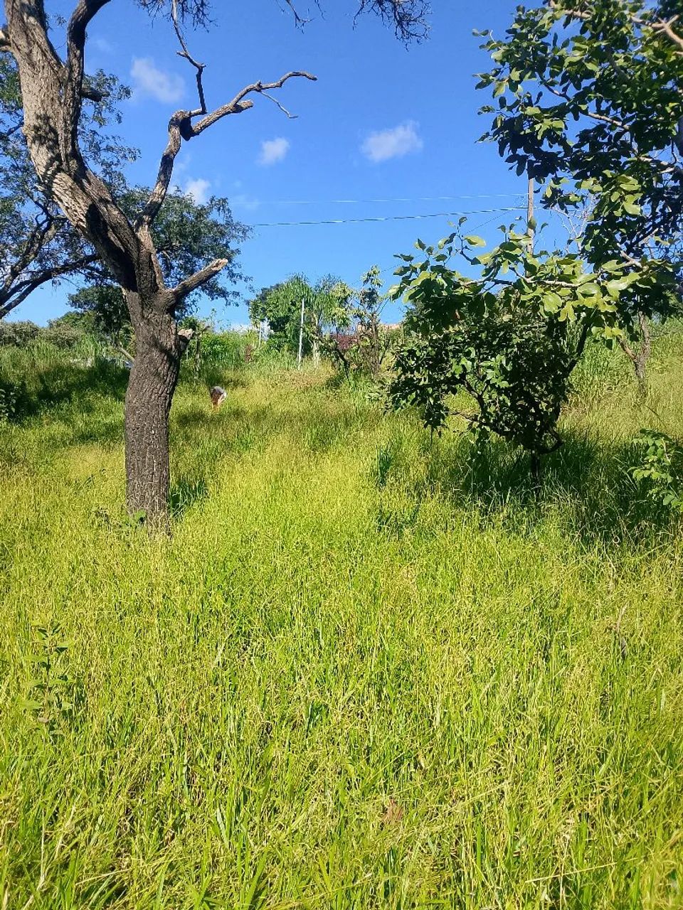Lote360m² em sete lagoas bairro Varginha  - Foto 5