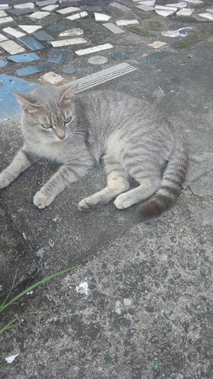Adoção responsavel - Foto 2