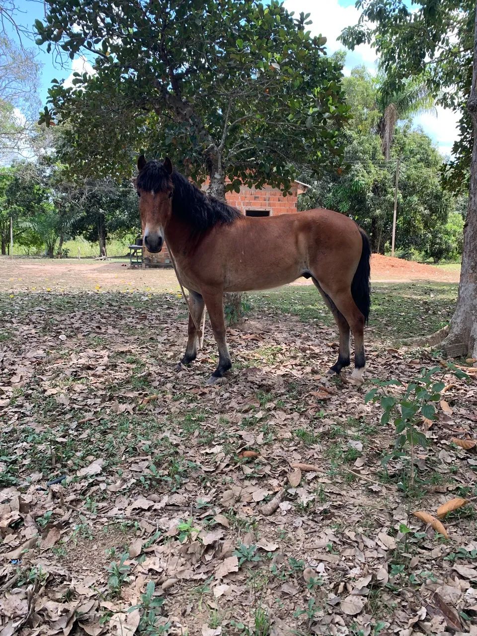 Cavalo 700 reais  - Foto 4