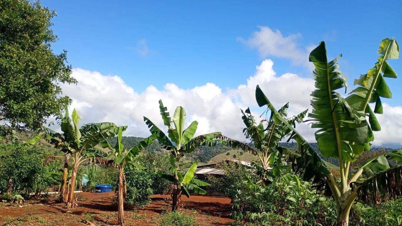 Sítio venda ou troca  - Foto 2