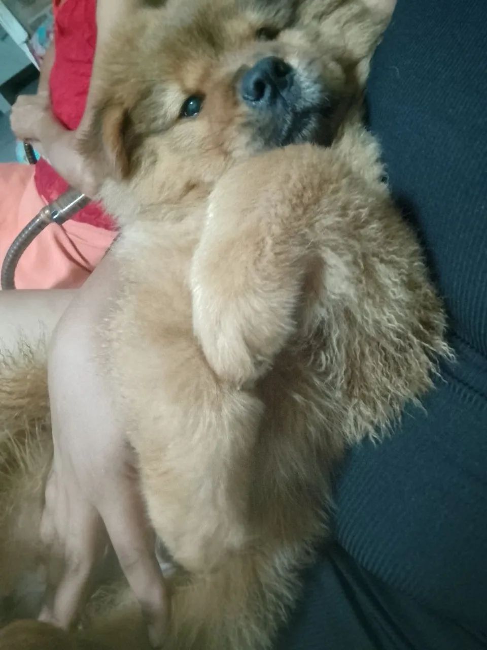 Chow Chow ?