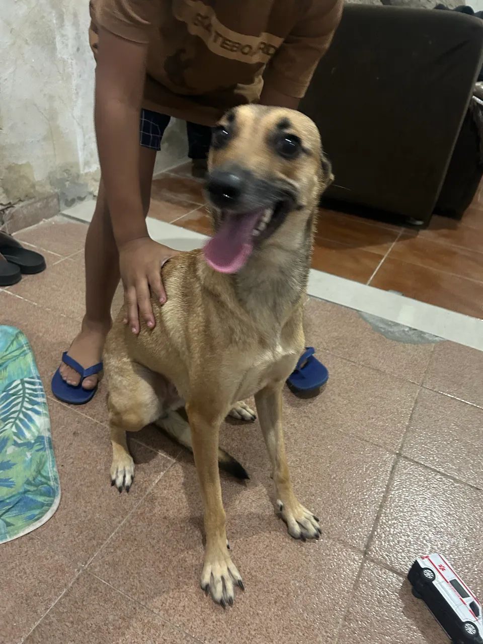 Cachorro  - Foto 3