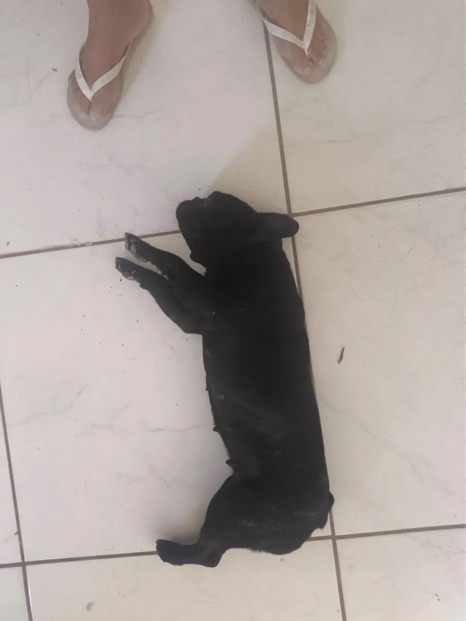 Buldogue francês black - Foto 4