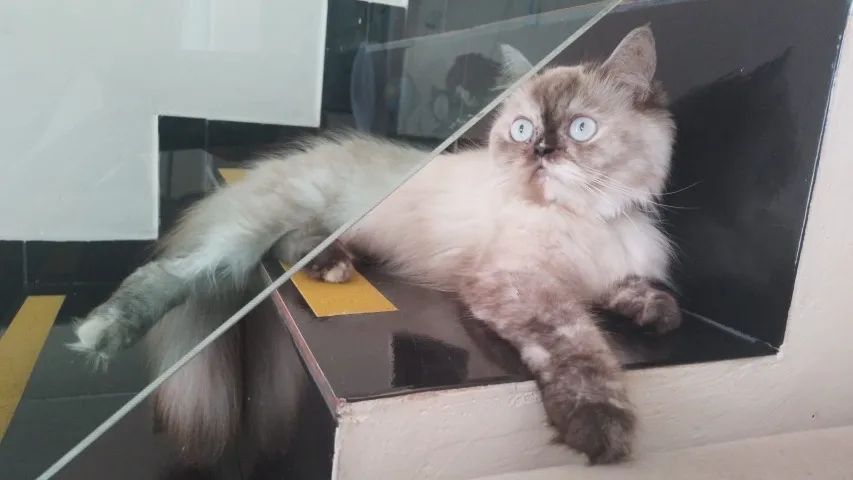 Gata Persa - fêmea  - Foto 2