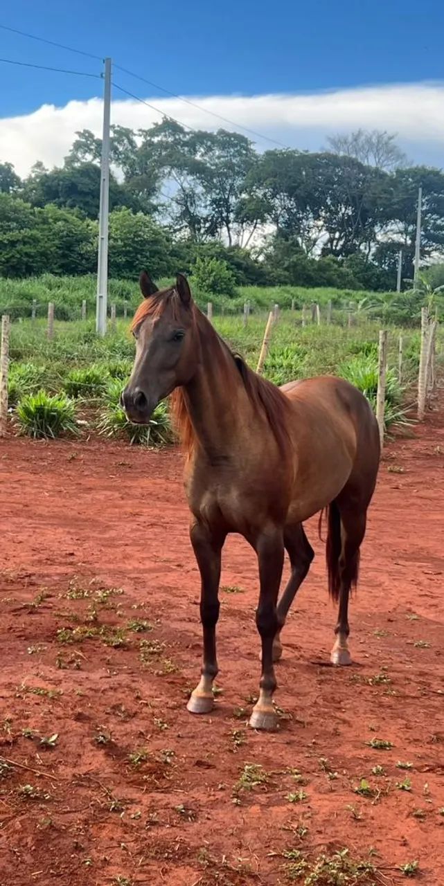 Cavalo  - Foto 3