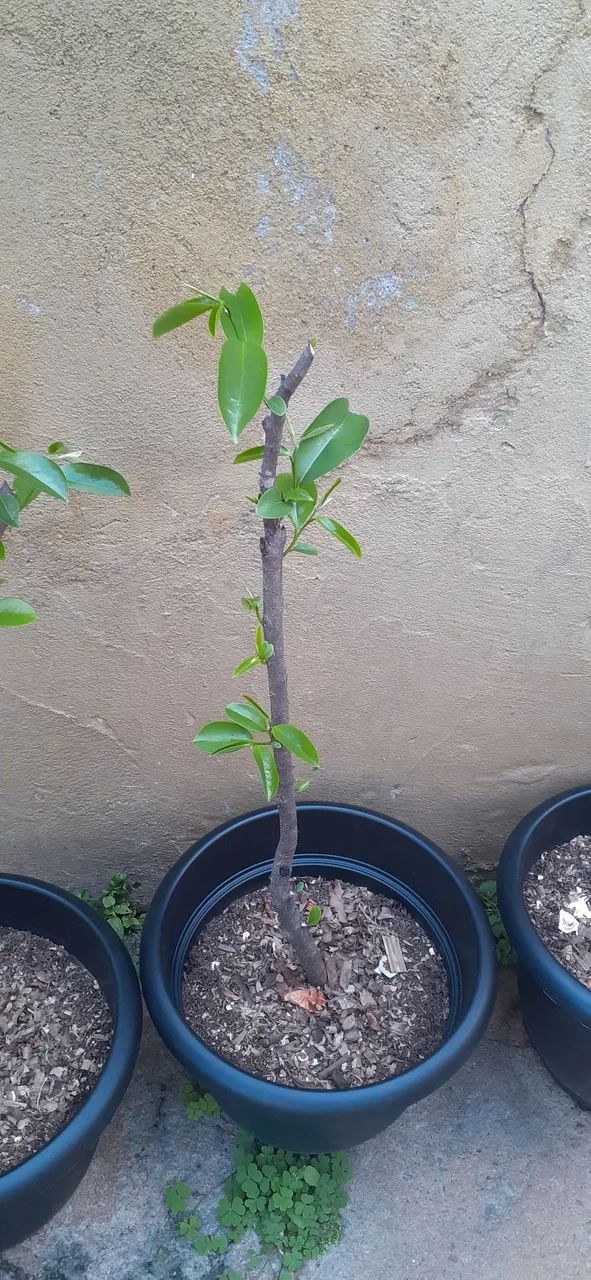 Vende-se muda de opurquia de pé de graviola ótima qualidade  - Foto 4
