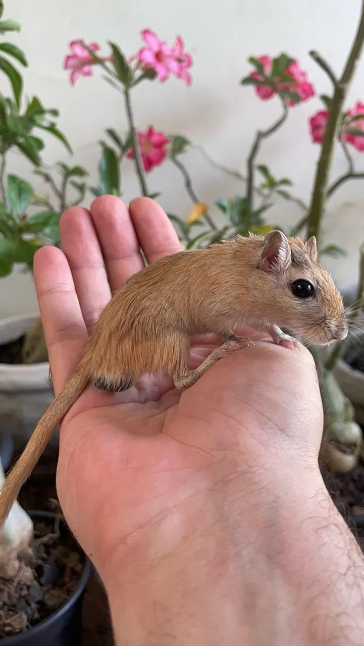 Esquilo da Mongólia (gerbil) - Foto 5