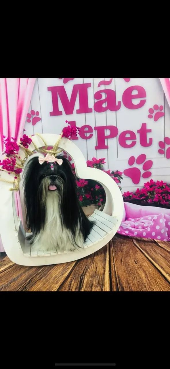Shih tzu  - Foto 4