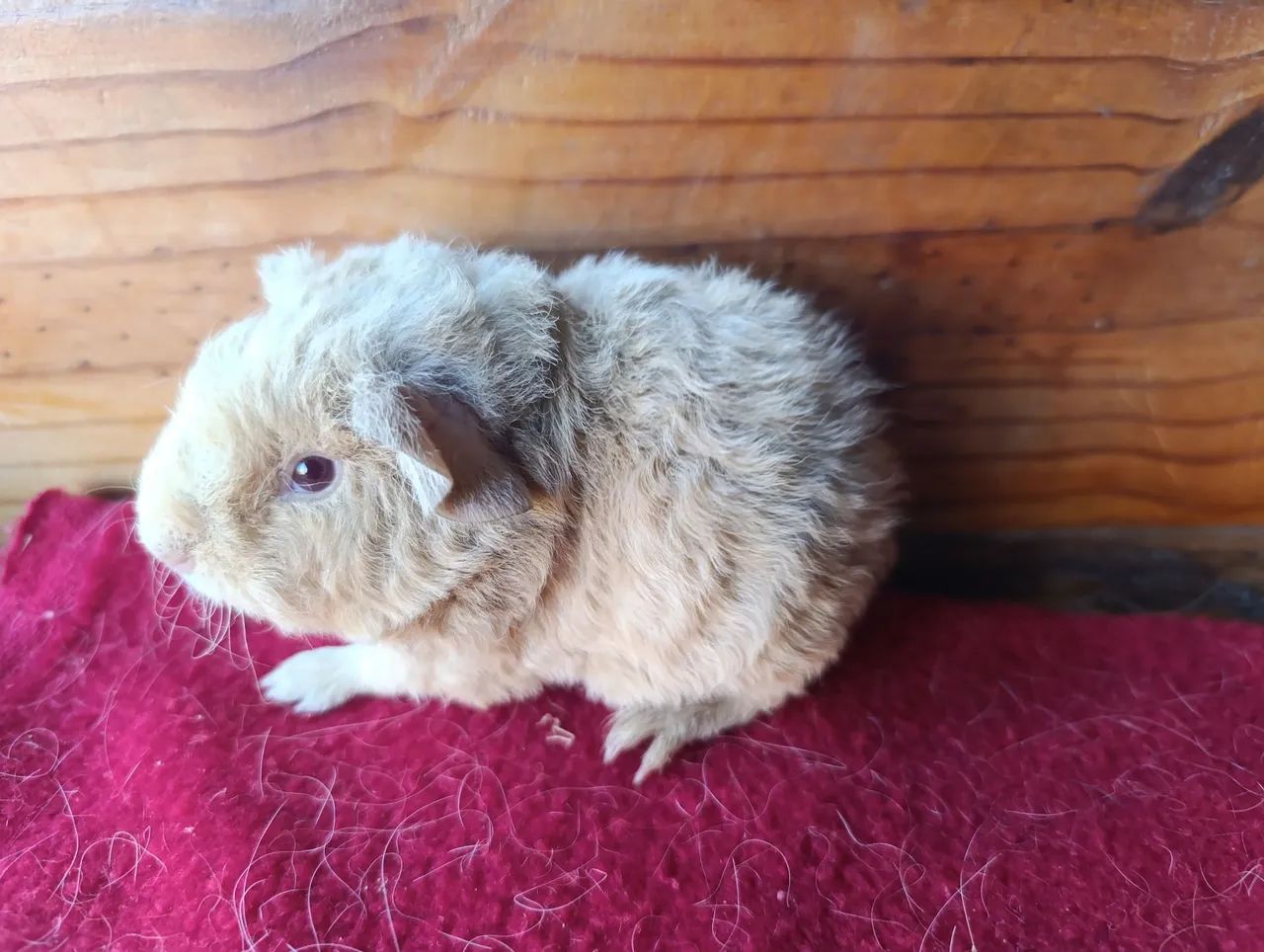 Porquinhos da Índia! - Foto 4