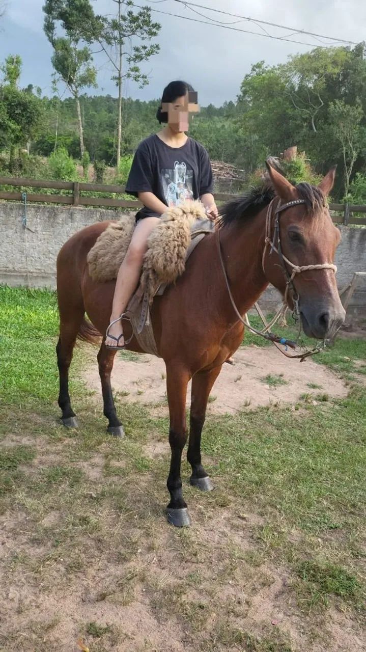 Égua quarto de milha