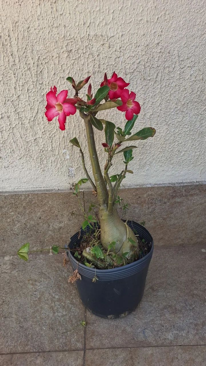 Rosa do deserto  - Foto 3