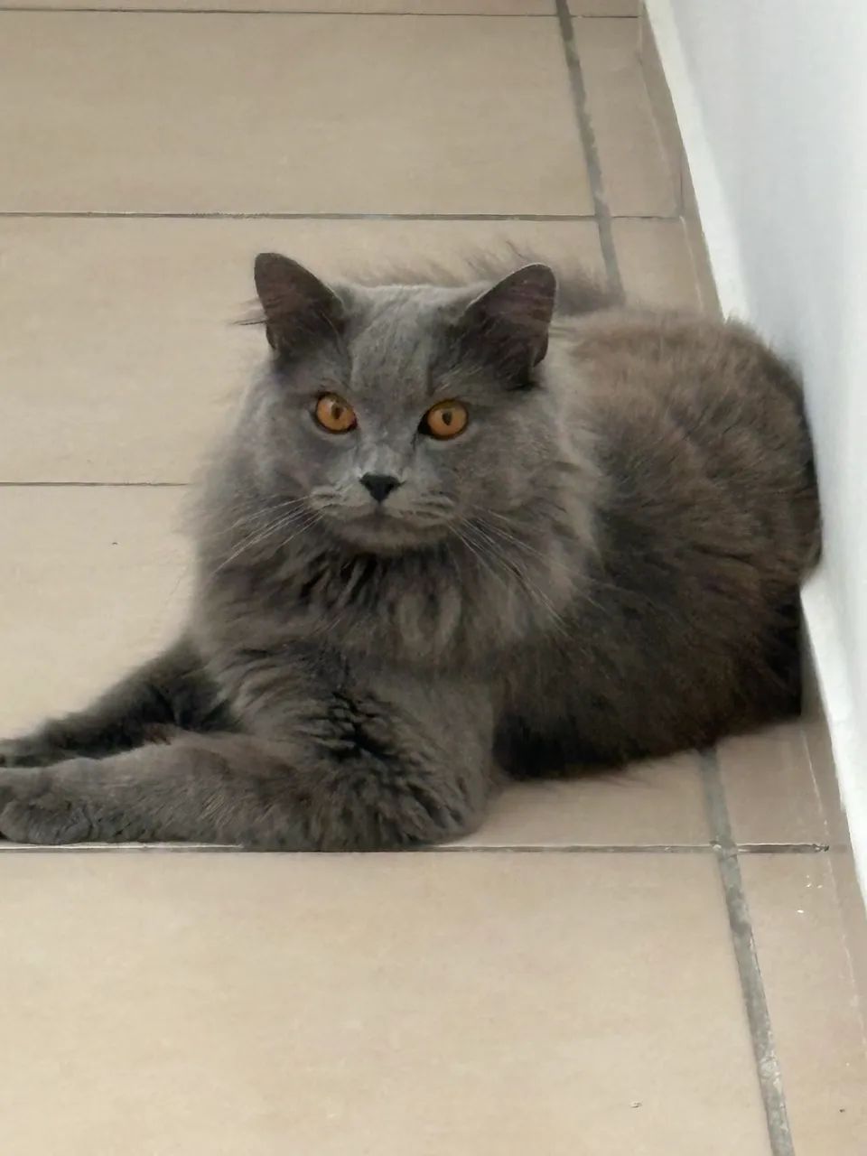 Adoção de gatinho  - Foto 5
