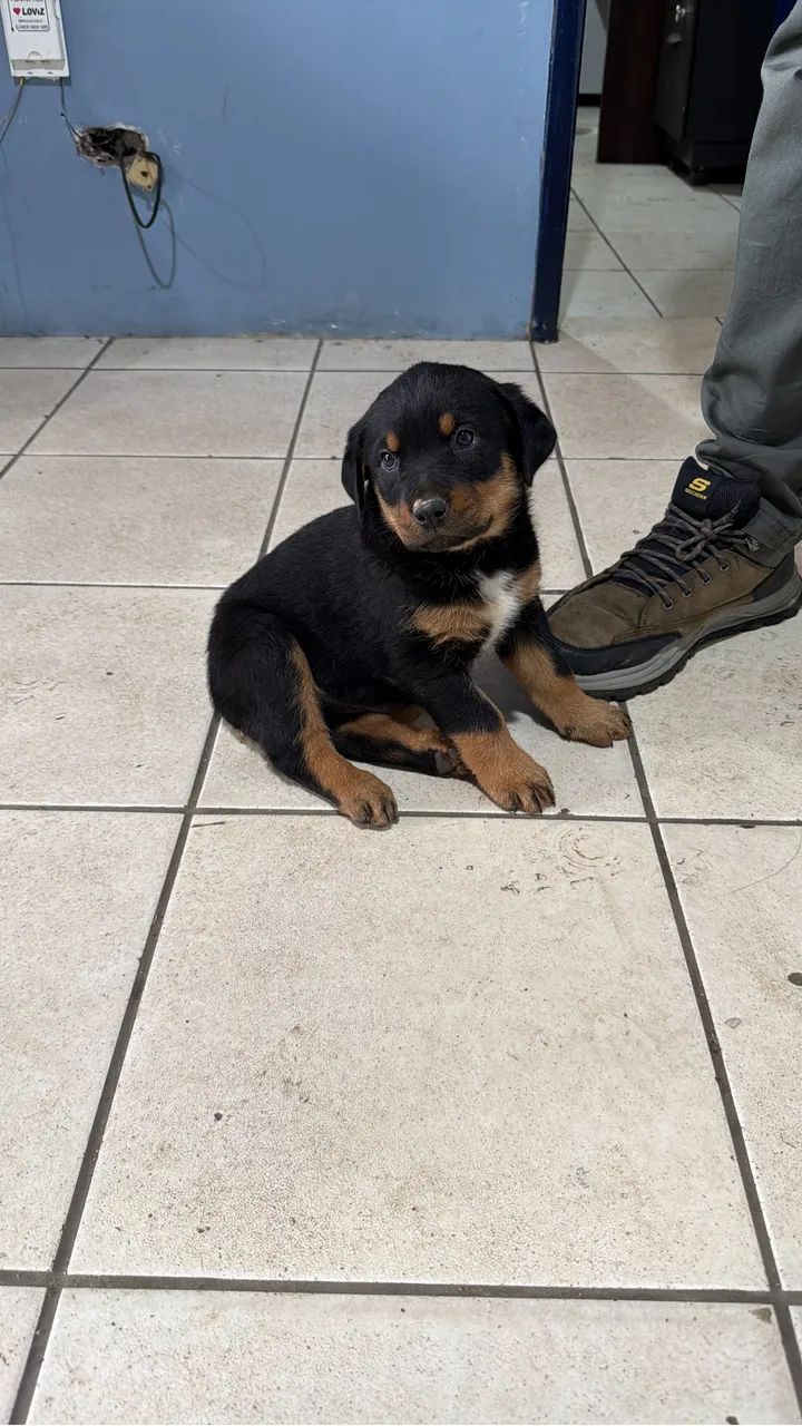 Cachorro rotweiller - Foto 3