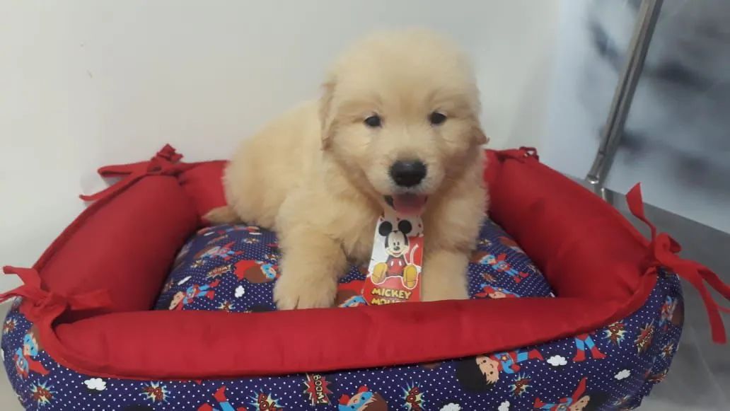 Golden Retriever - Robusto 