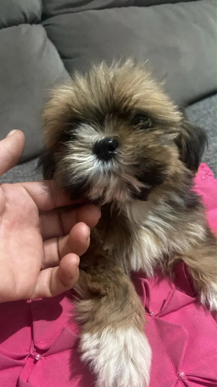 Vendo lhasa Apso macho  - Foto 3