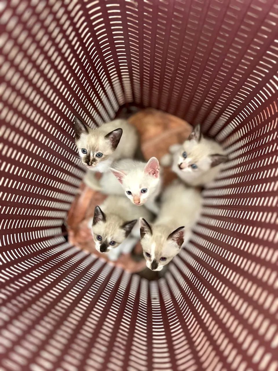 Adoção responsável - Foto 3