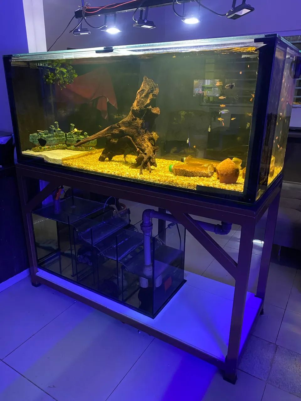 Aquário 