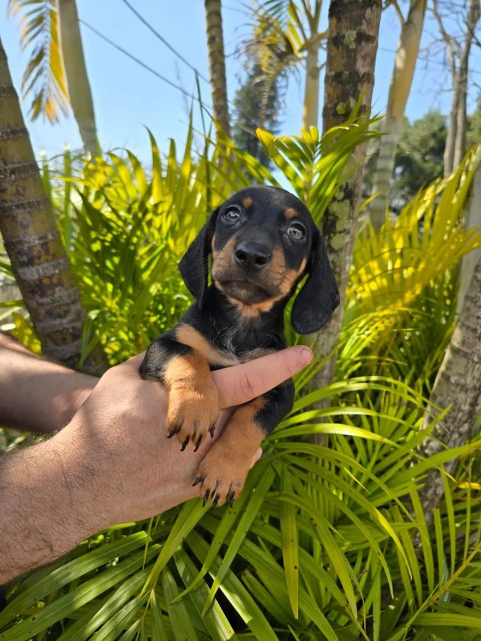 basset daschund com garantia e procedência 
