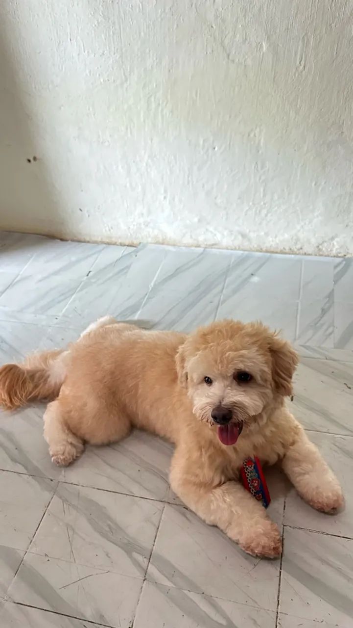 Maltês para procriar  - Foto 3