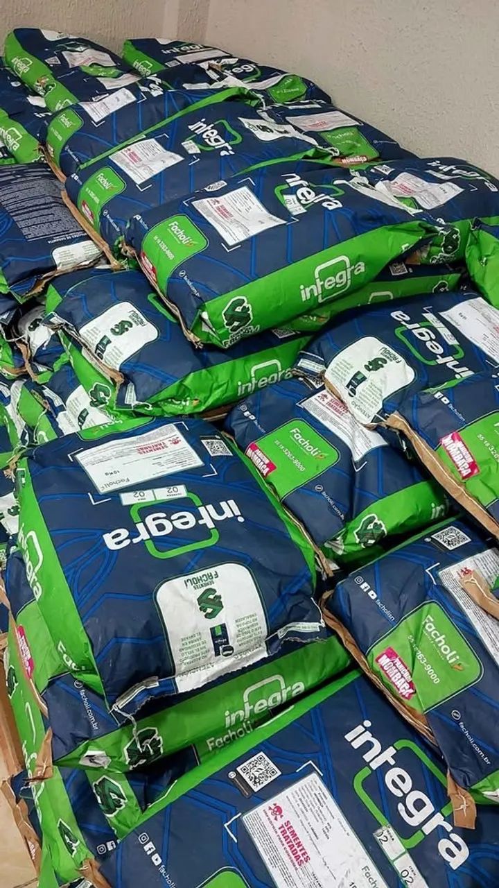 Semente de capim Mombaça 10kg revestida Facholli (Nova) - Foto 4