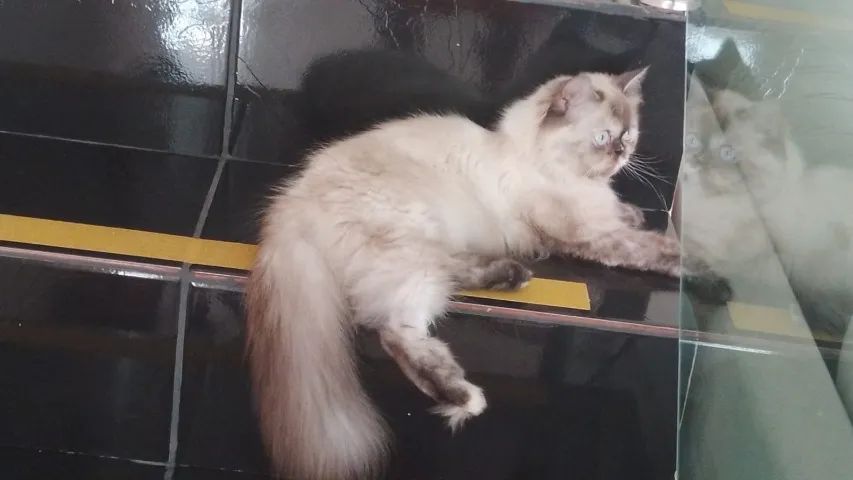 Gata Persa - fêmea  - Foto 3