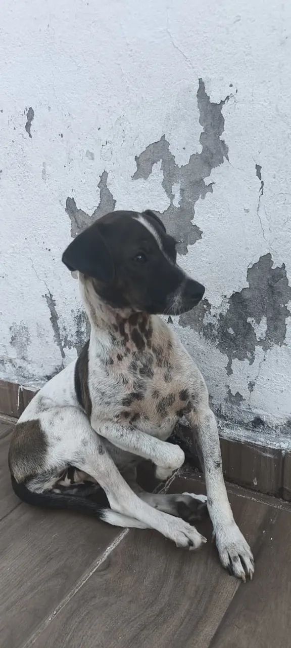 cadela
