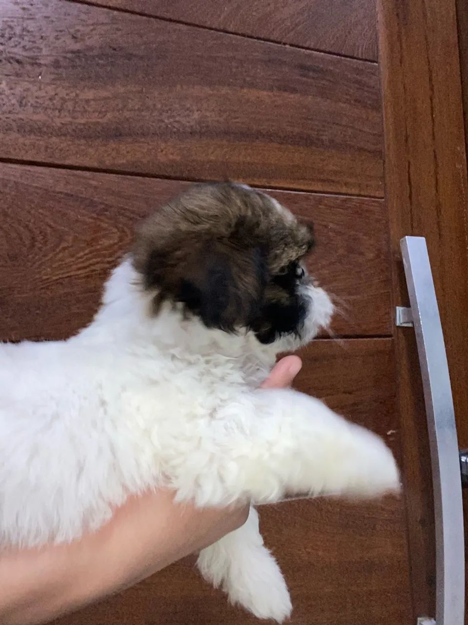 Macho / fêmea shihtzu puro - Foto 4