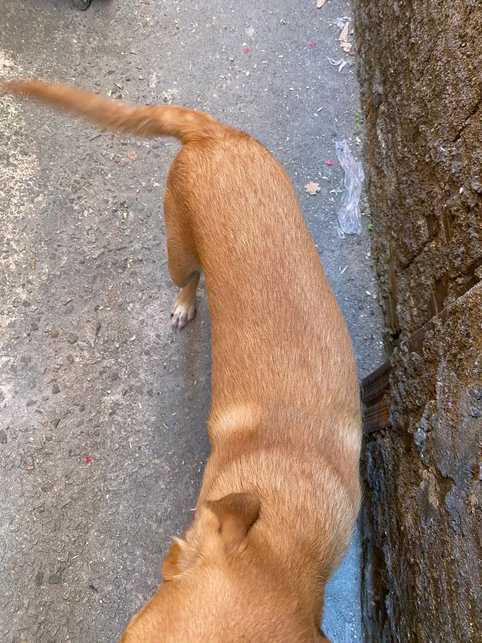 Cachorro p adoção  - Foto 4