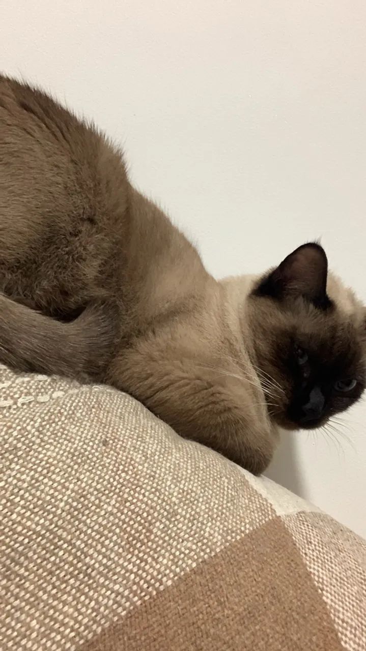 Adoção responsável  - Foto 2