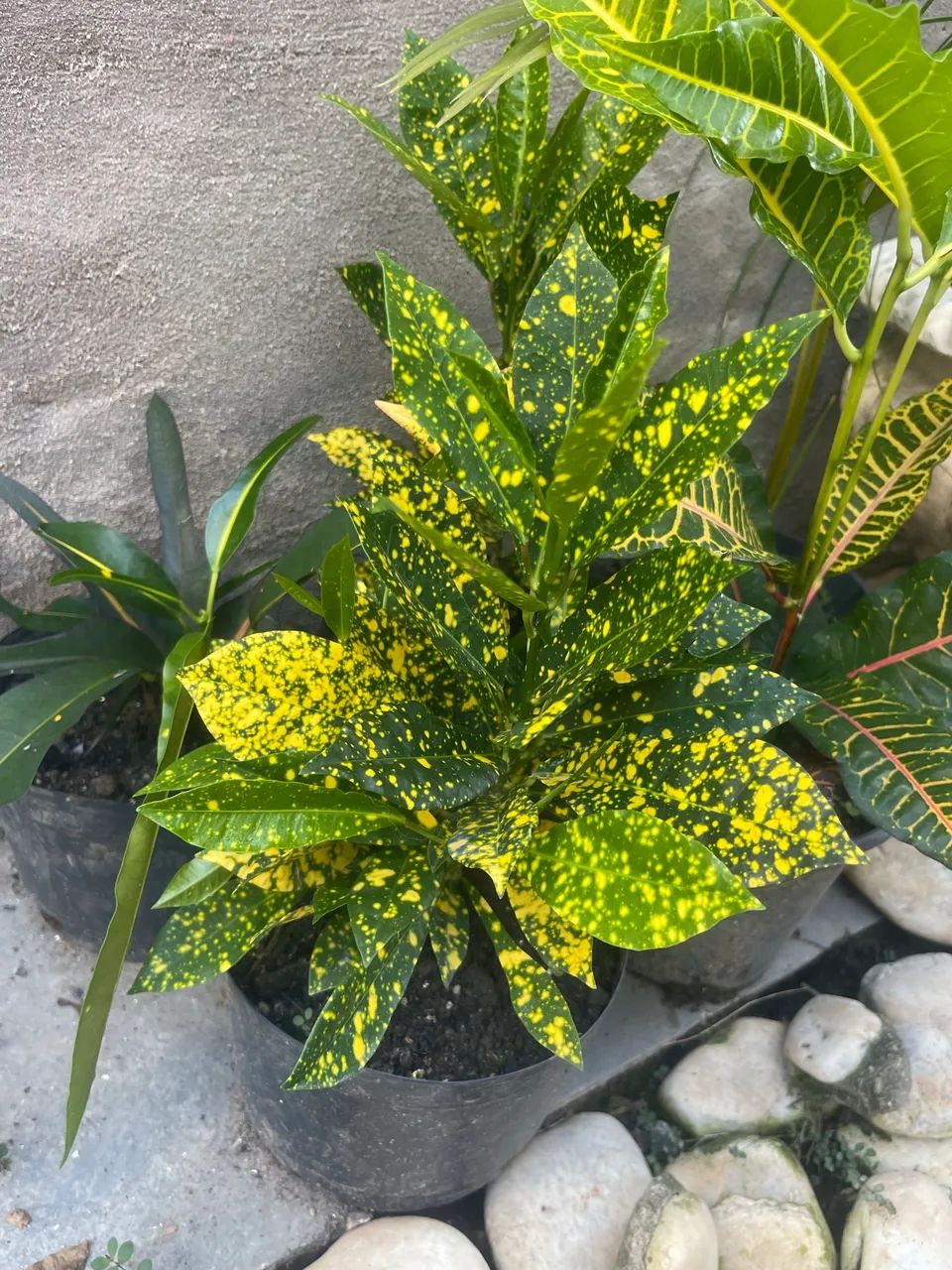 Lindas plantas  - Foto 4