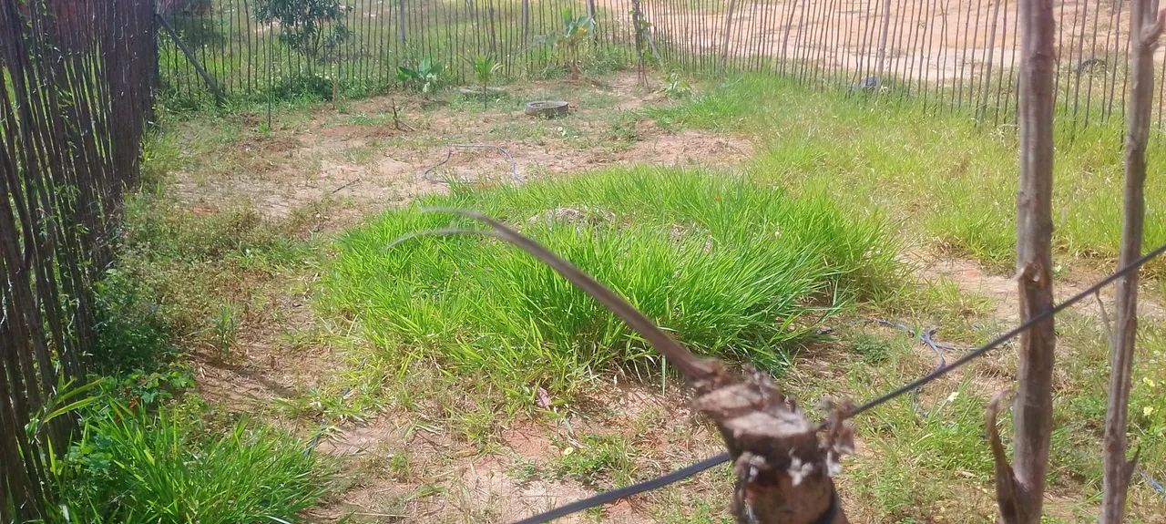 Terreno e loteamento - Foto 3
