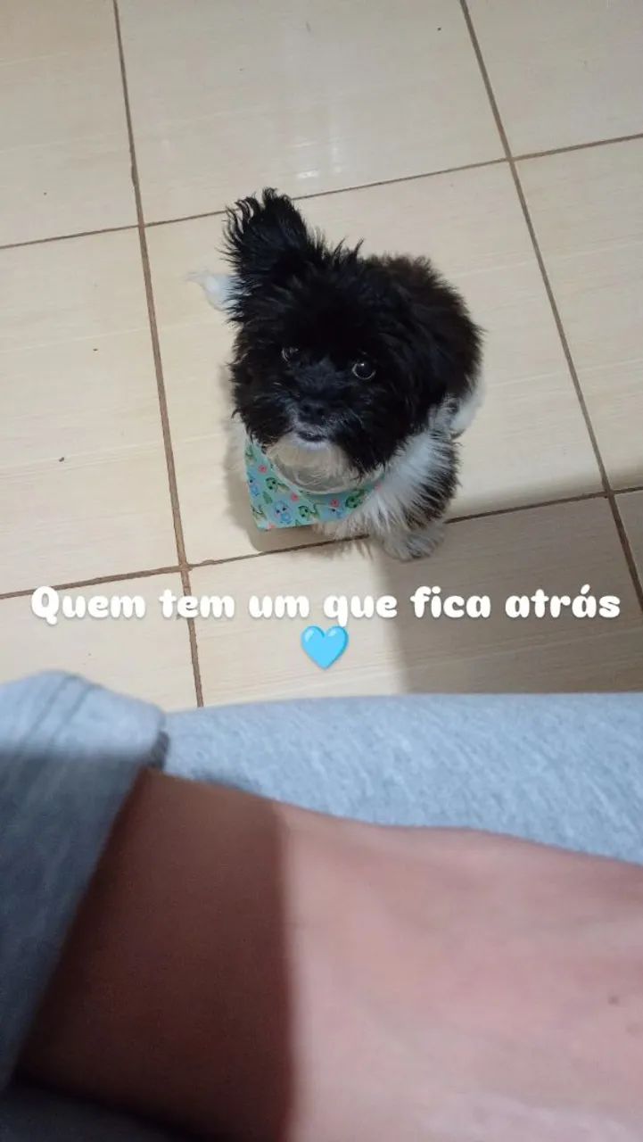 Cachorro dócil  - Foto 2