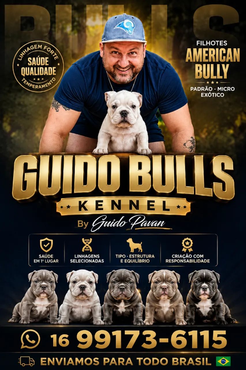 American Bully 