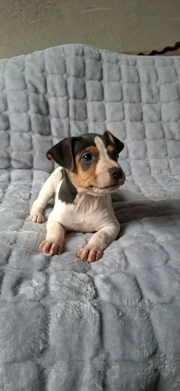 Vendo  fox paulistinha terrier 