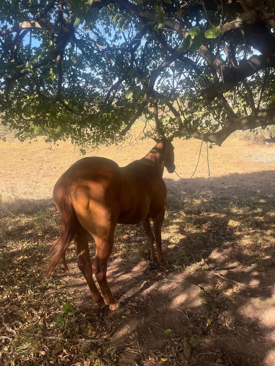 Cavalo quarto de milha puro capado pais registrados. - Foto 2