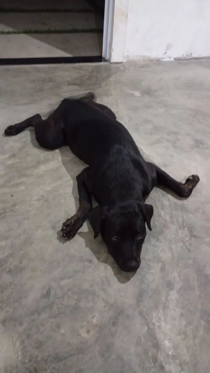 Doação de rottweiler 