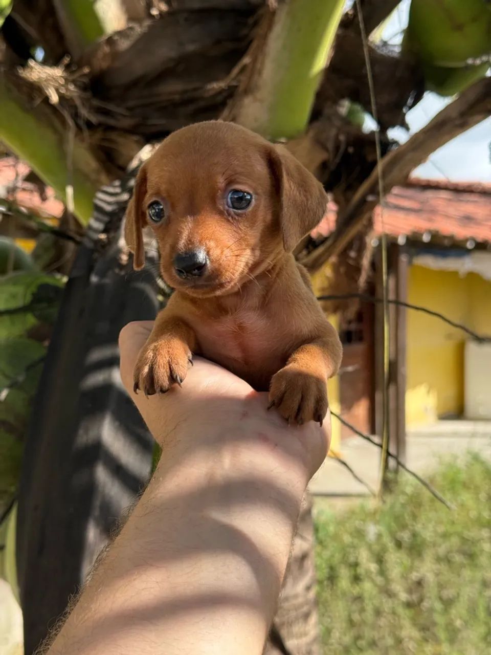 Salsichinha mini macho e fêmea  - Foto 4