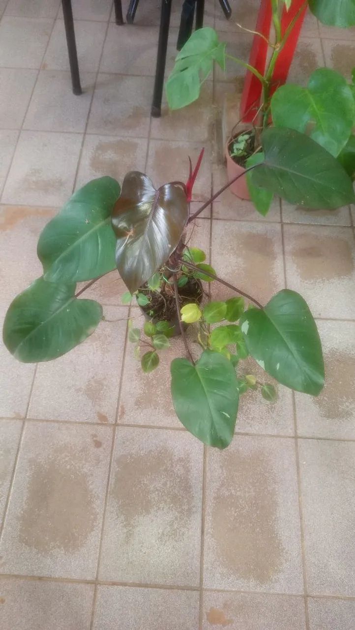 Costela de adão Combo verde magnata 