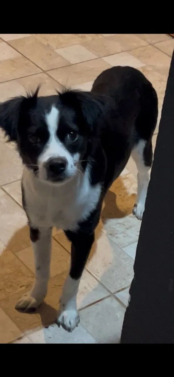 Essa linda cachorrinha para doação - Foto 4